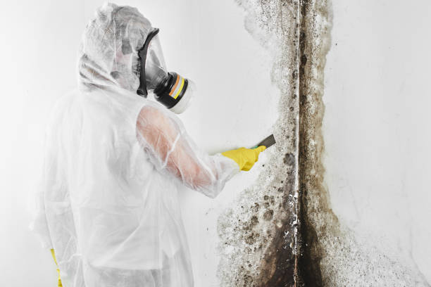 Home Mold Removal in Collegedale, TN