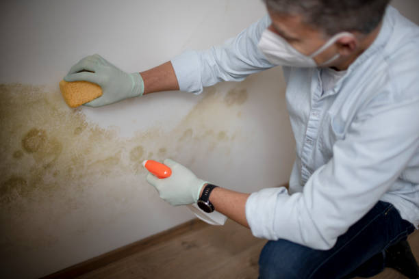 Best Home Mold Removal  in Collegedale, TN