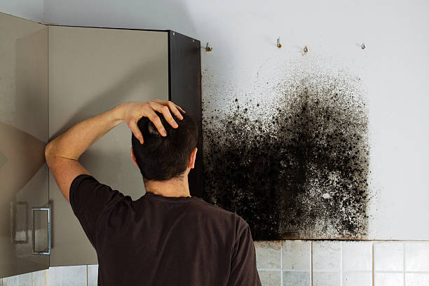 Best Certified Mold Removal  in Collegedale, TN